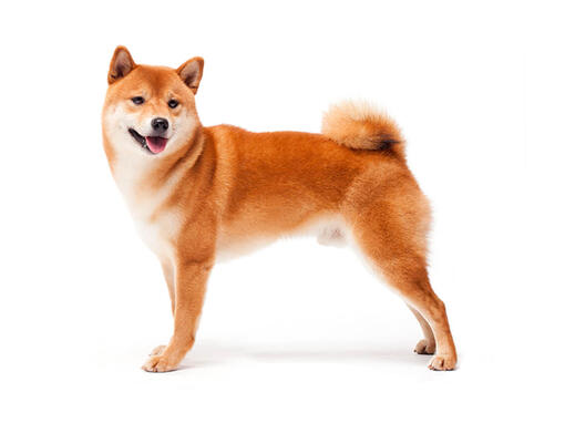 Japanese shiba hot sale inu rescue